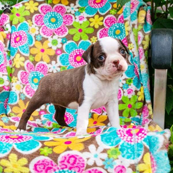 Kellie, Boston Terrier Puppy